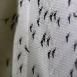 Nueva invasión de mosquitos en AMBA