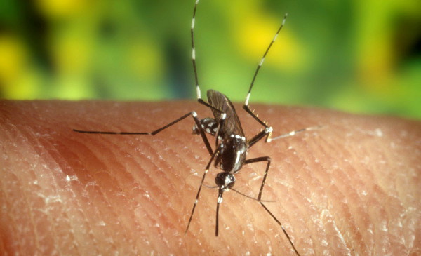 Dengue: se instala con cifras preocupantes en la región