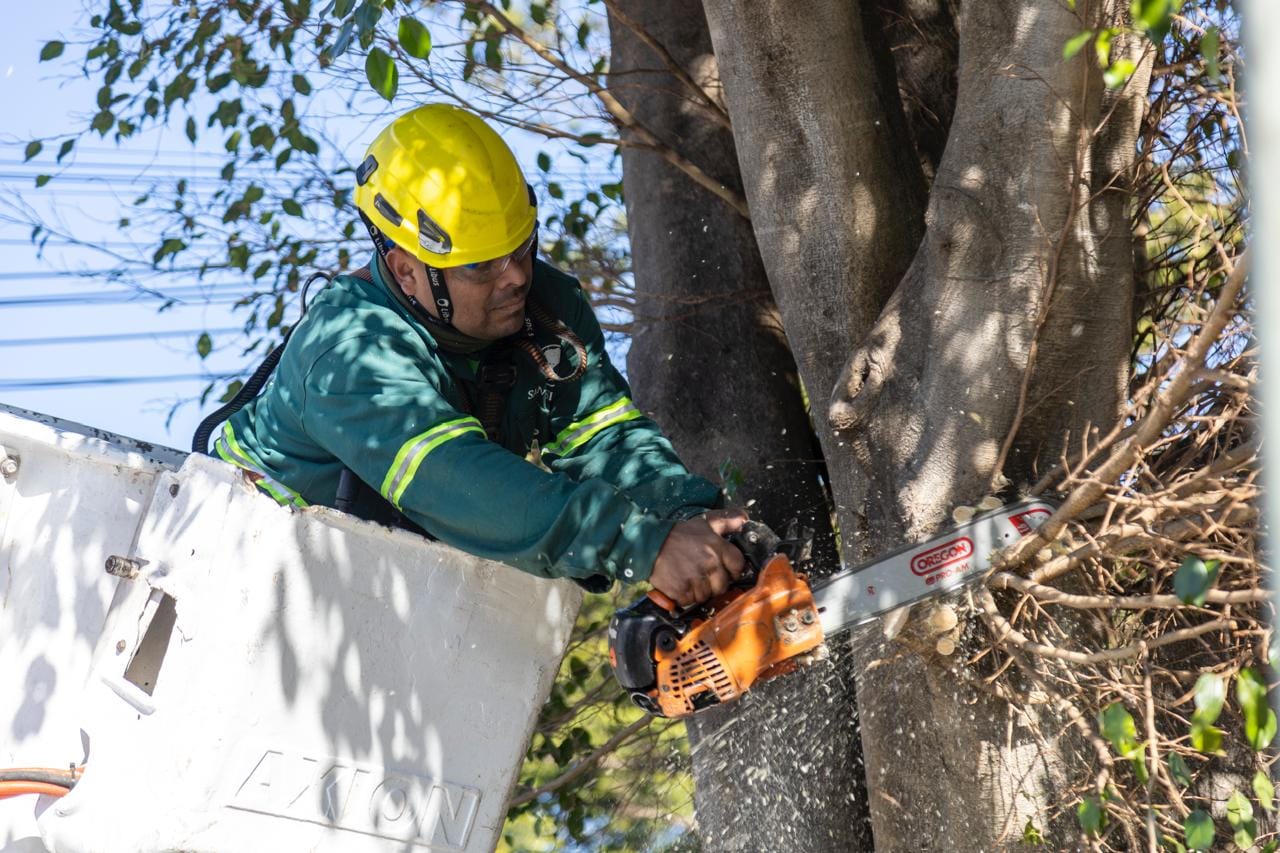 En San Isidro avanzan con el primer Censo de Arbolado