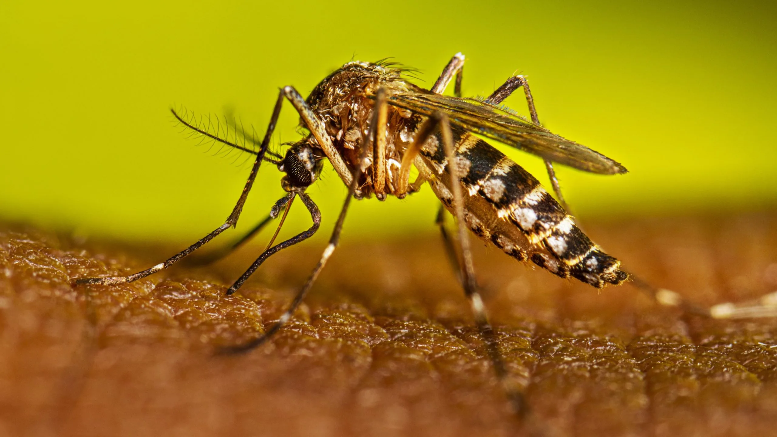 Con un test rápido y barato se puede detectar el dengue